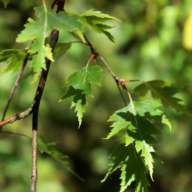 Betula pendula subsp. pendula 'Laciniata'