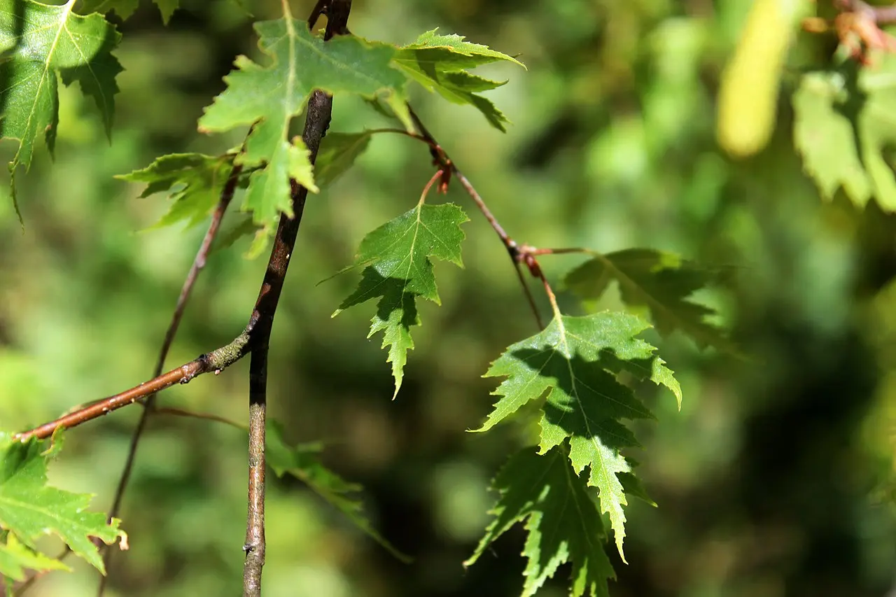 Betula pendula subsp. pendula 'Laciniata'