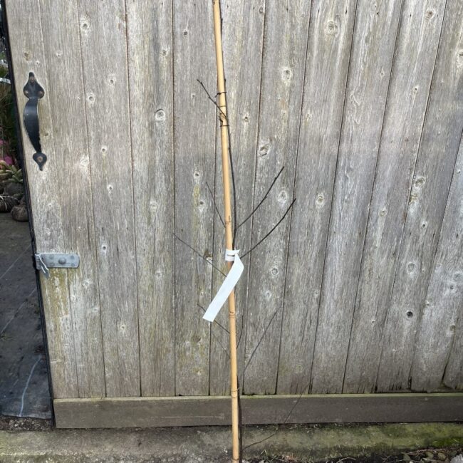 Beech 'Midnight Feather' 80/100cm (5L) - Image 2