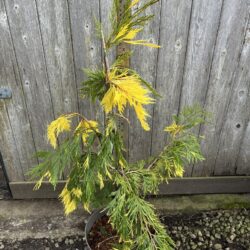 Calocedrus decurrens Incense Cedar 'Aureovariegata' 60/80cm (10L)