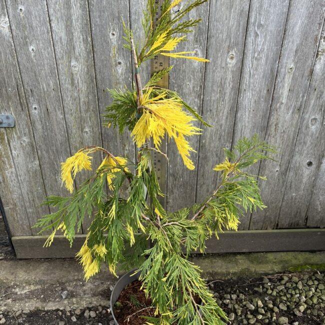 Calocedrus decurrens Incense Cedar 'Aureovariegata' 60/80cm (10L)