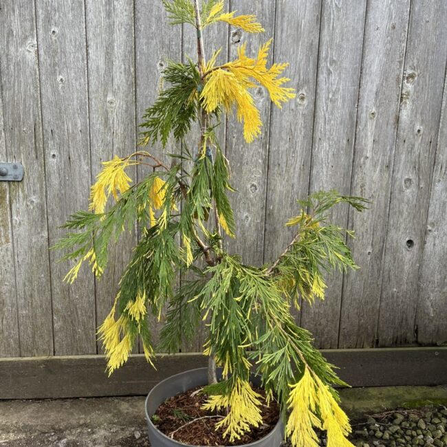 Calocedrus decurrens Incense Cedar 'Aureovariegata' 60/80cm (10L)