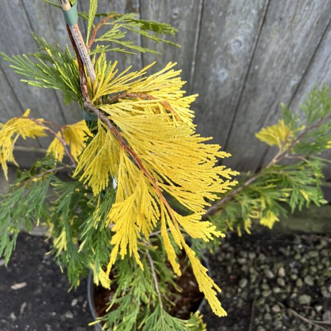 Calocedrus decurrens Incense Cedar 'Aureovariegata' 60/80cm (10L)