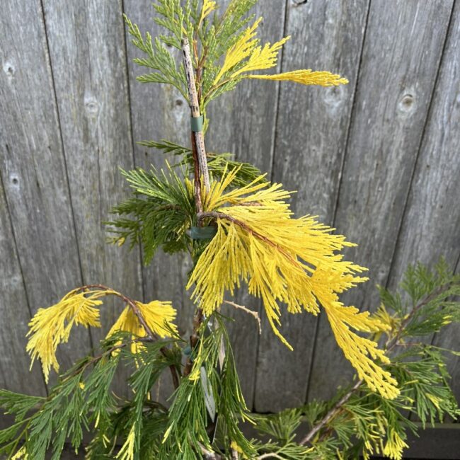 Calocedrus decurrens Incense Cedar 'Aureovariegata' 60/80cm (10L)