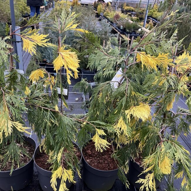 Calocedrus decurrens - Incense Cedar 'Aureovariegata' 60/80cm (10L)