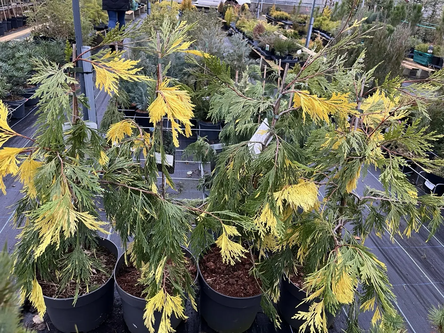 Calocedrus decurrens - Incense Cedar 'Aureovariegata' 60/80cm (10L)
