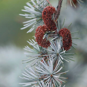 Cedrus atlantica - Blue Atlas Cedar Seeds