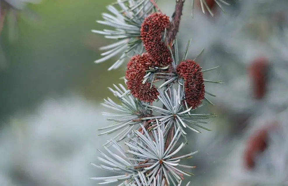 Cedrus atlantica - Blue Atlas Cedar Seeds