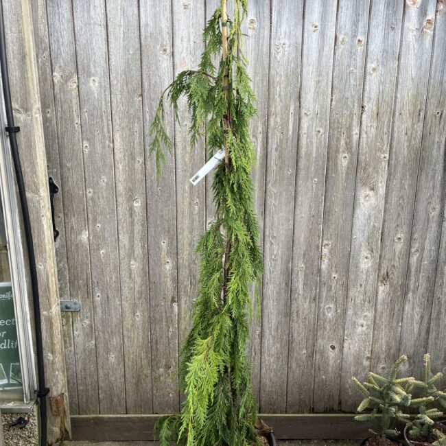 Chamaecyparis nootkatensis - Nootka Cypress 'Moonshot'