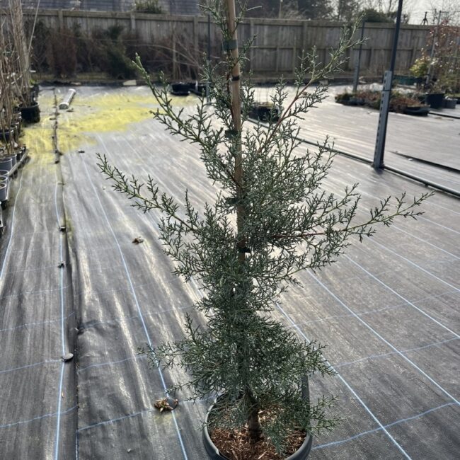 Cupressus arizonica var. glabra 'Glauca' - Arizona Cypress 'Glauca' 80/100cm (5L)