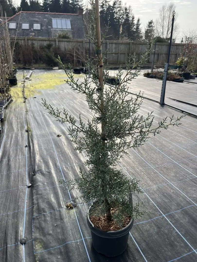 Cupressus arizonica var. glabra 'Glauca' - Arizona Cypress 'Glauca' 80/100cm (5L)