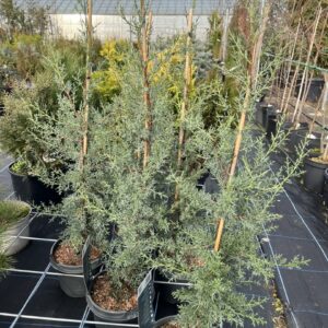 Cupressus arizonica var. glabra 'Glauca' - Arizona Cypress 'Glauca' 80/100cm (5L)