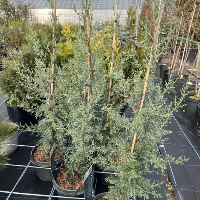 Cupressus arizonica var. glabra 'Glauca' - Arizona Cypress 'Glauca' 80/100cm (5L)