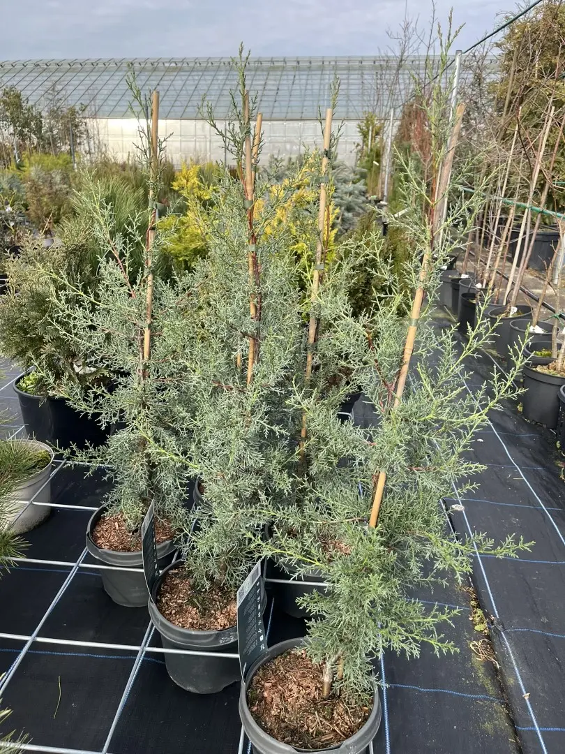 Cupressus arizonica var. glabra 'Glauca' - Arizona Cypress 'Glauca' 80/100cm (5L)