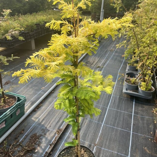 Dawn Redwood ‘Golden Oji’ 60/80cm (4L)