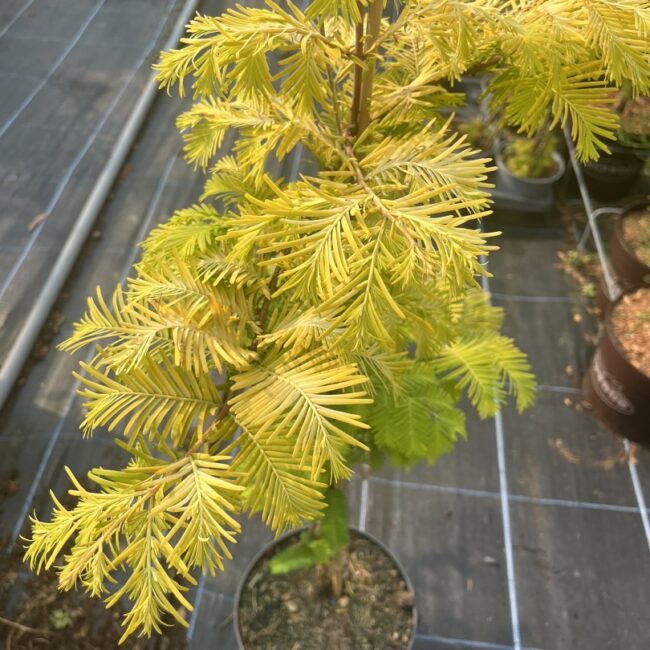 Dawn Redwood ‘Golden Oji’ 60/80cm (4L)