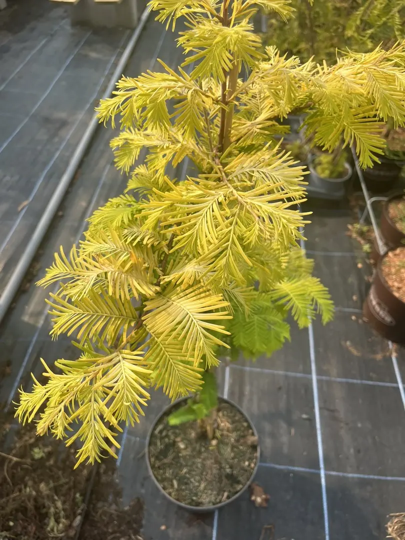 Dawn Redwood ‘Golden Oji’ 60/80cm (4L)