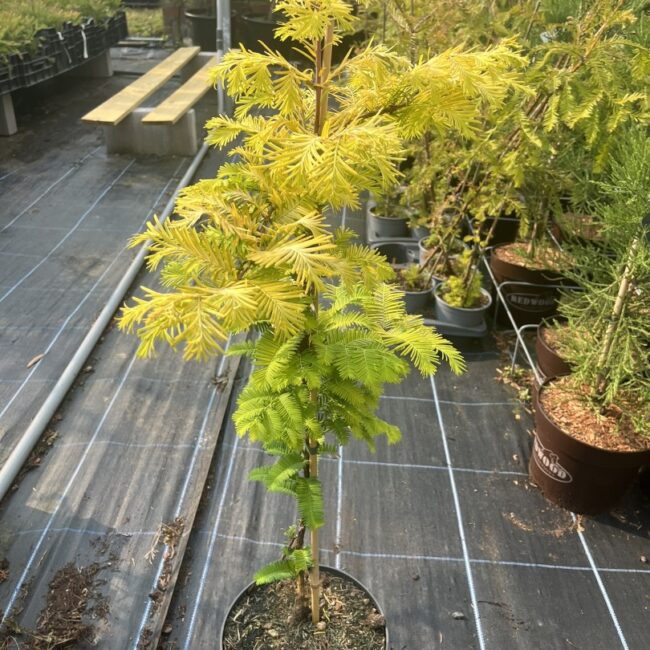 Dawn Redwood ‘Golden Oji’ 60/80cm (4L)