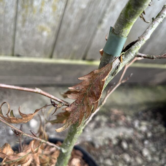 Fagus sylvatica - Beech 'Midnight Feather' 80/100cm (5L)