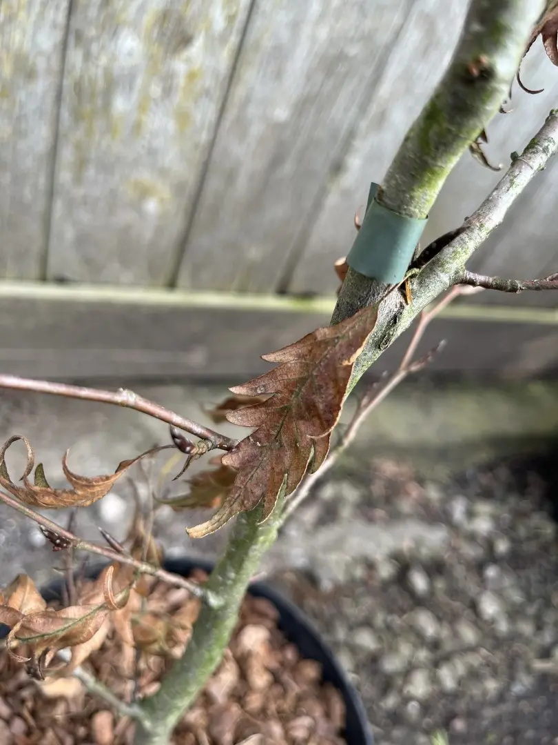 Fagus sylvatica - Beech 'Midnight Feather' 80/100cm (5L)