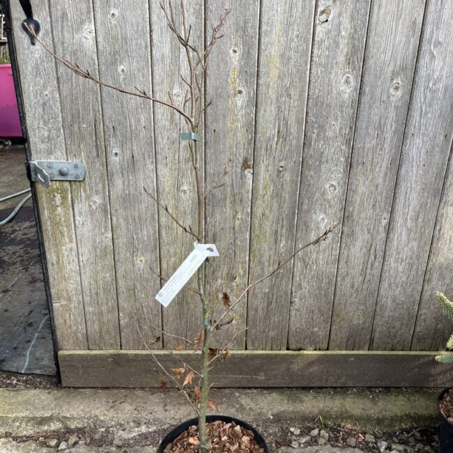Midnight Feather Purple Beech Fagus sylvatica | Yarrow Gardens