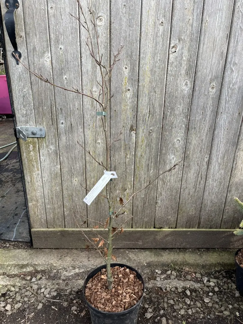Fagus sylvatica - Beech 'Midnight Feather' 80/100cm (5L)