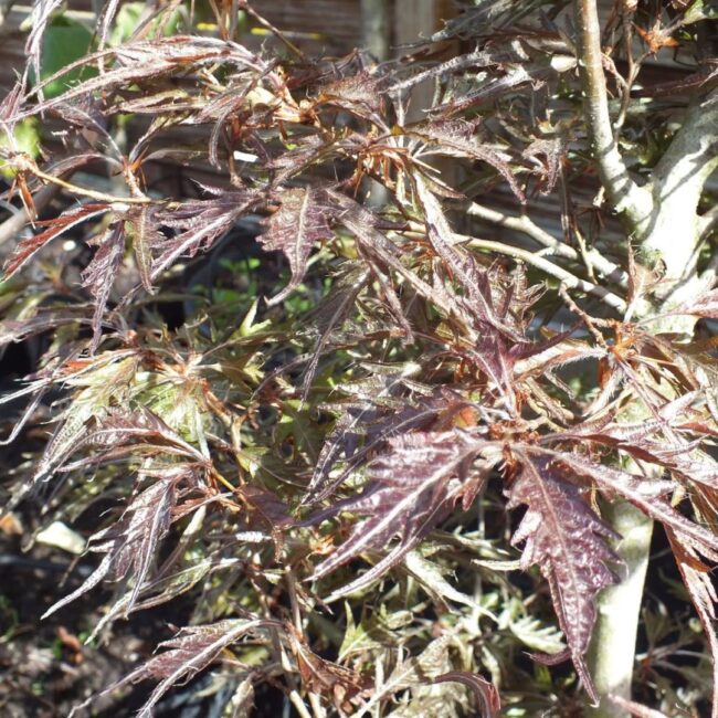 Fagus sylvatica - Beech 'Midnight Feather' 80/100cm (5L)