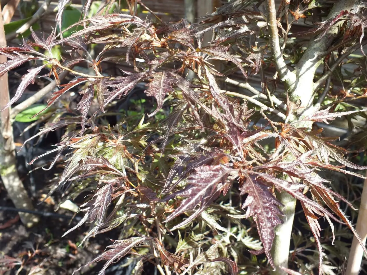 Fagus sylvatica - Beech 'Midnight Feather' 80/100cm (5L)