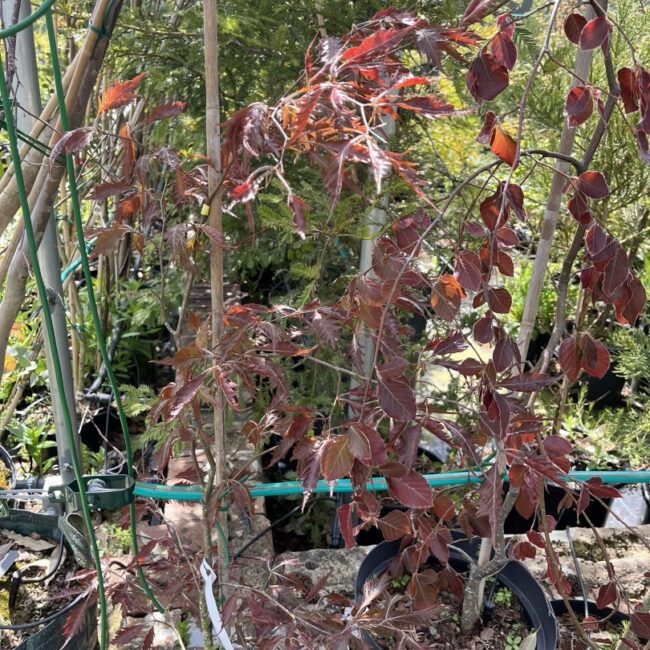 Midnight Feather Purple Beech Fagus sylvatica | Yarrow Gardens