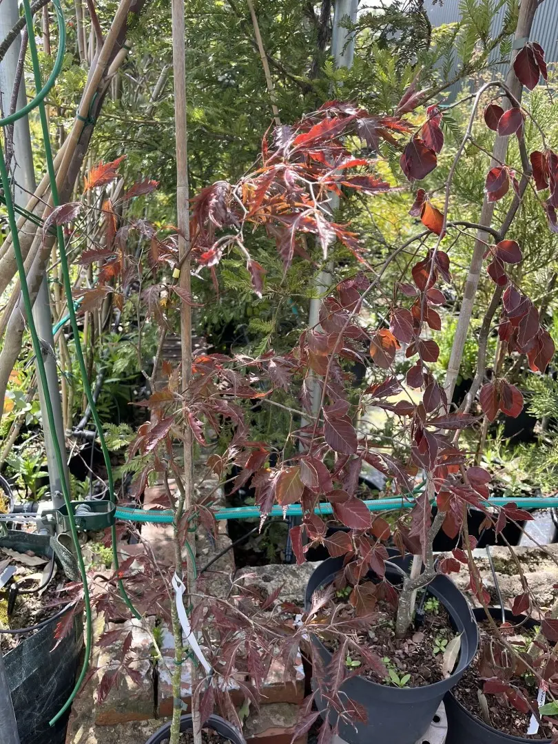 Fagus sylvatica - Midnight Feather Purple Beech Tree - Rare - Narrow Feathery Leaves