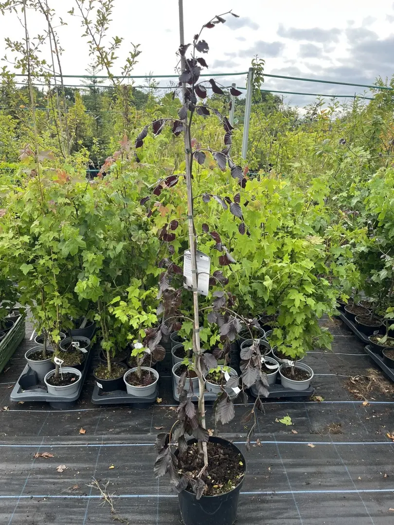 Beech 'Purple Fountain' 80/100cm (7.5L) - Image 2
