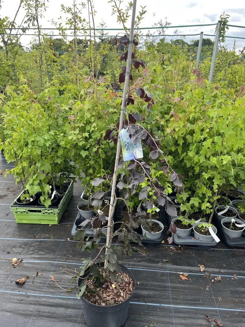 Fagus sylvatica 'Purple Fountain' - Beech 'Purple Fountain' 80/100cm (7.5L)