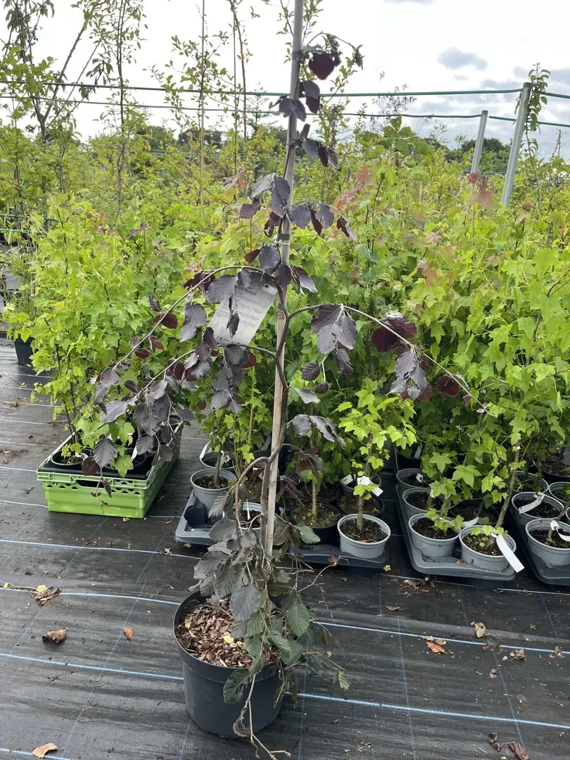 Fagus sylvatica 'Purple Fountain' - Beech 'Purple Fountain' 80/100cm (7.5L)