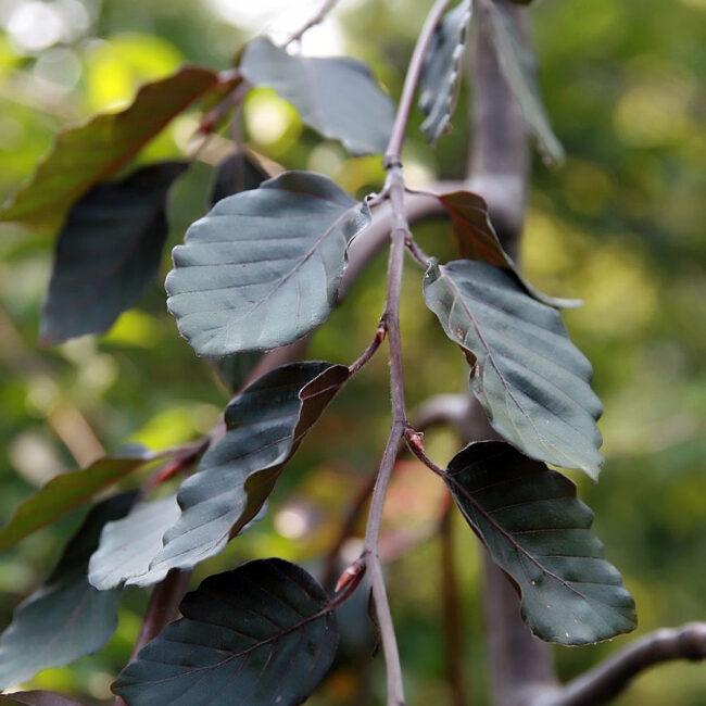 Fagus sylvatica - Beech 'Purple Fountain'