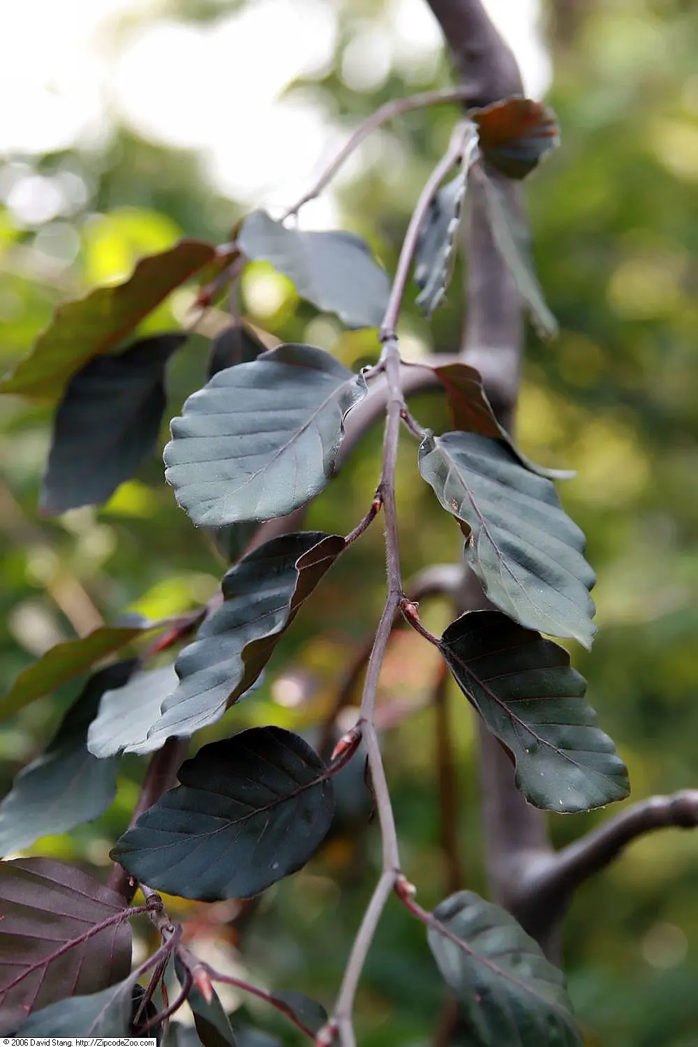 Fagus sylvatica - Beech 'Purple Fountain'