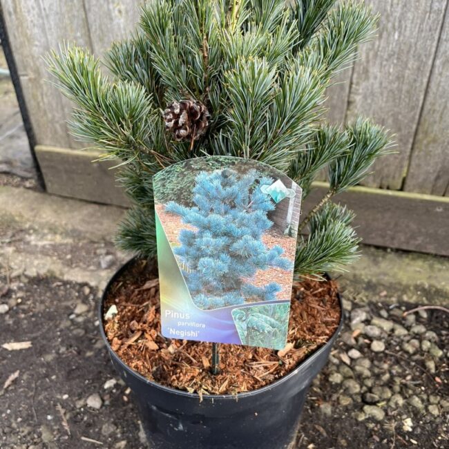 Japanese White Pine Pinus parviflora 'Negishi'