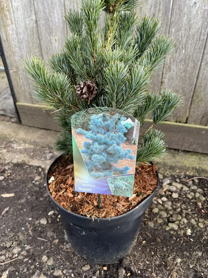 Japanese White Pine Pinus parviflora 'Negishi'