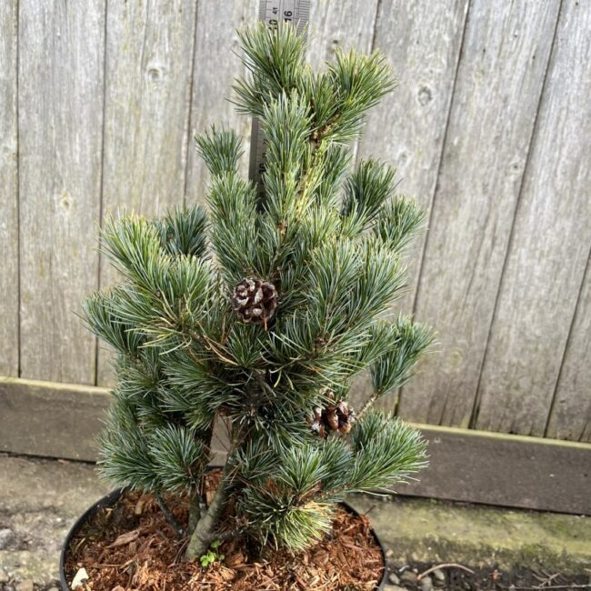 Japanese White Pine Pinus parviflora 'Negishi'