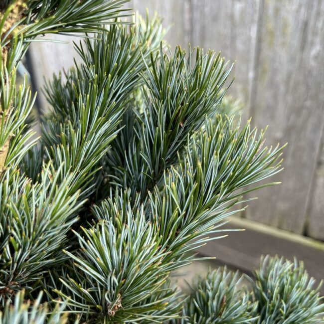 Japanese White Pine Pinus parviflora 'Negishi'
