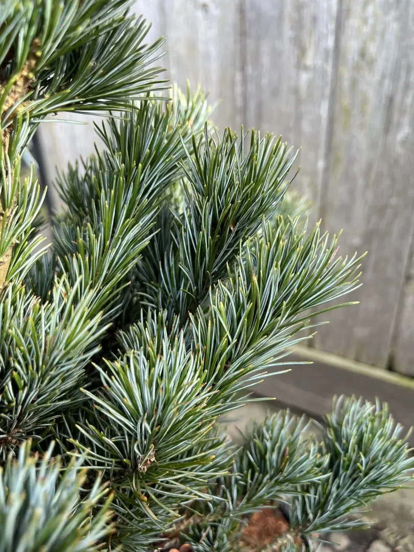 Japanese White Pine Pinus parviflora 'Negishi'