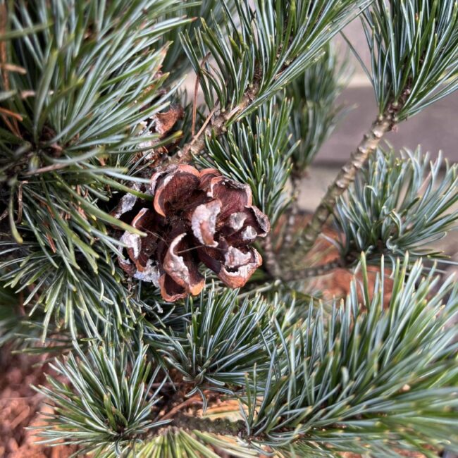 Japanese White Pine Pinus parviflora 'Negishi'