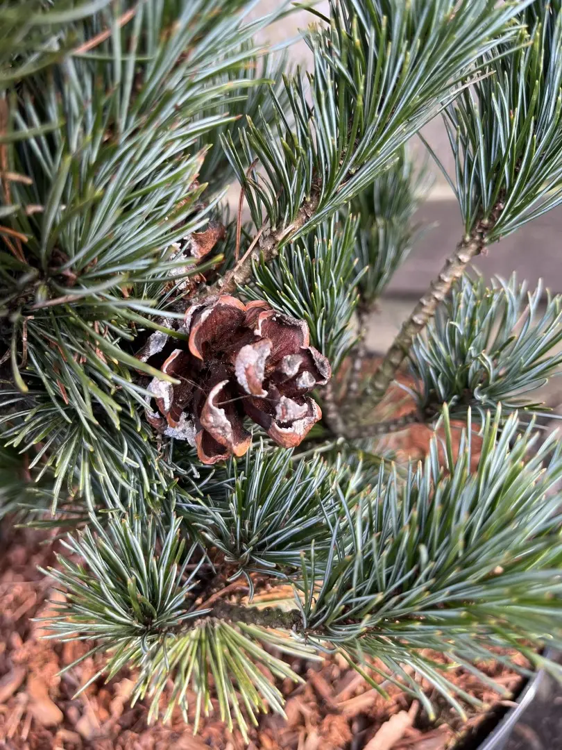 Japanese White Pine Pinus parviflora 'Negishi'