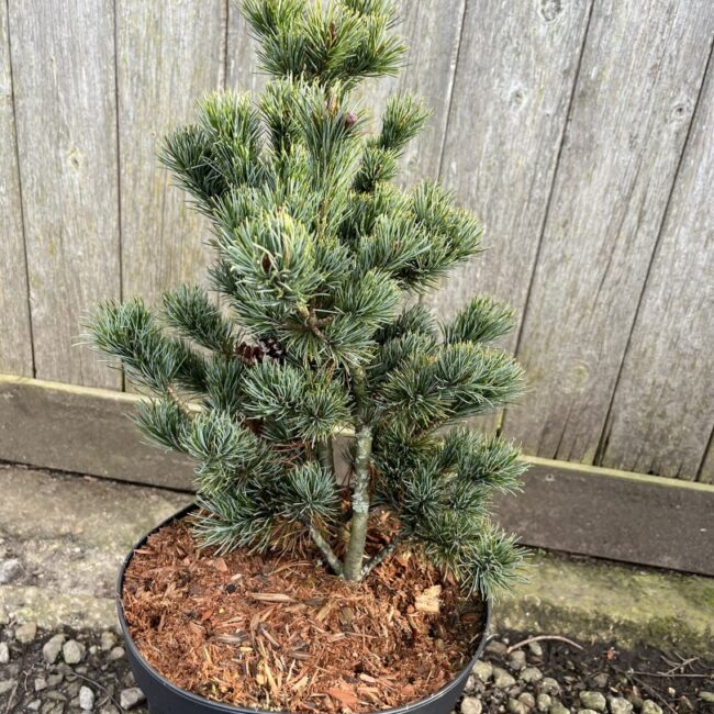 Japanese White Pine Pinus parviflora 'Negishi'