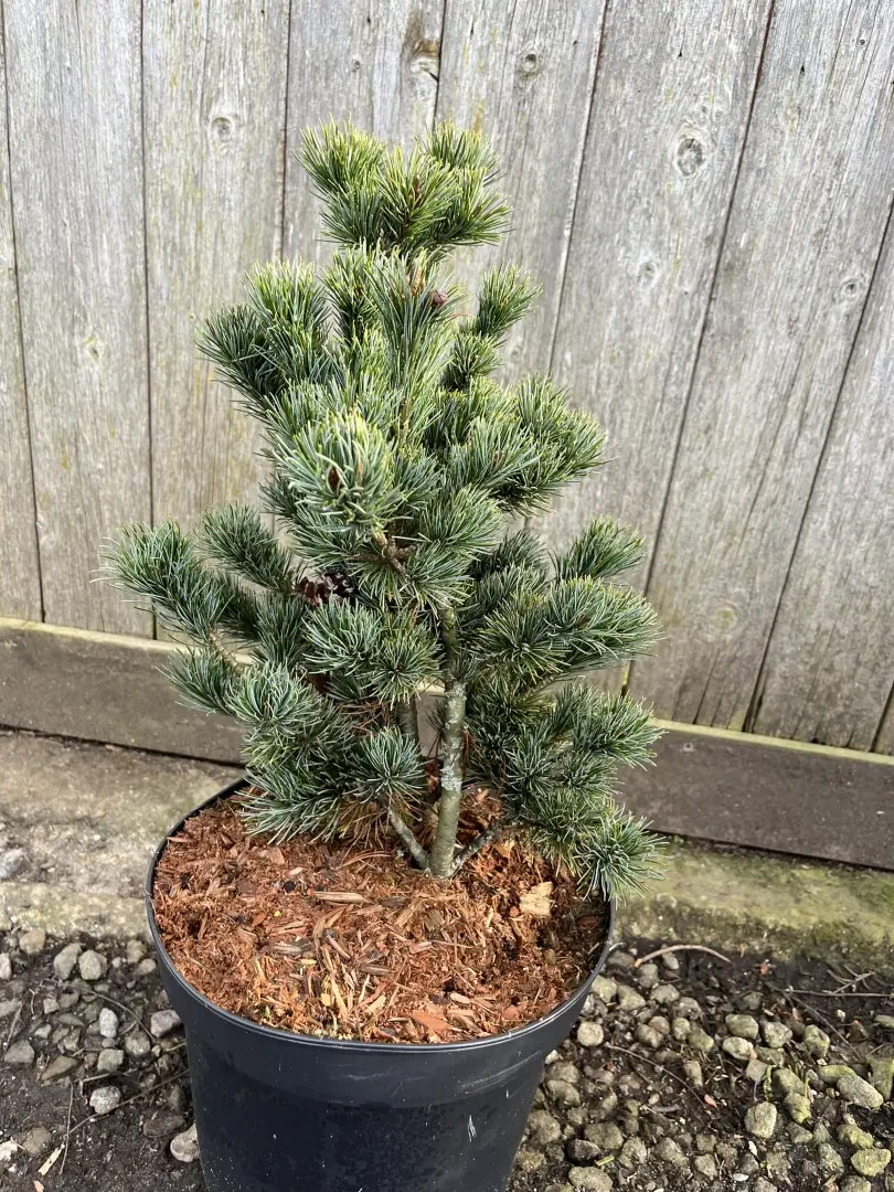 Japanese White Pine Pinus parviflora 'Negishi'