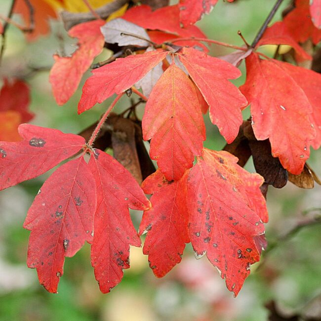 Paperbark Maple 40/60cm (5L)