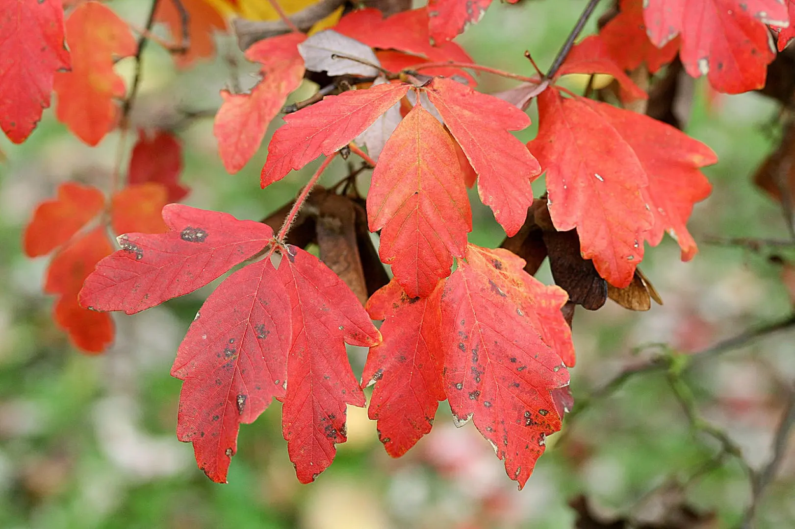 Paperbark Maple 40/60cm (5L)