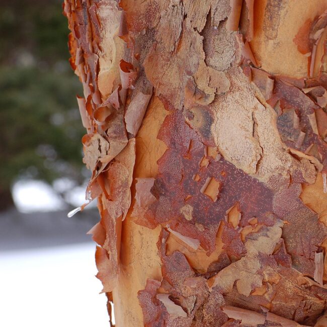 Paperbark Maple 40/60cm (5L)