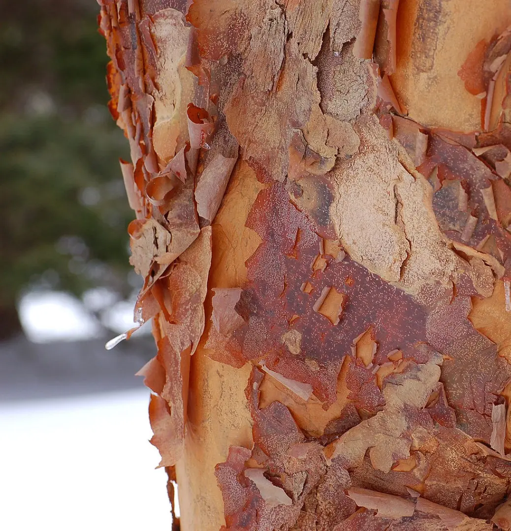 Paperbark Maple 40/60cm (5L)