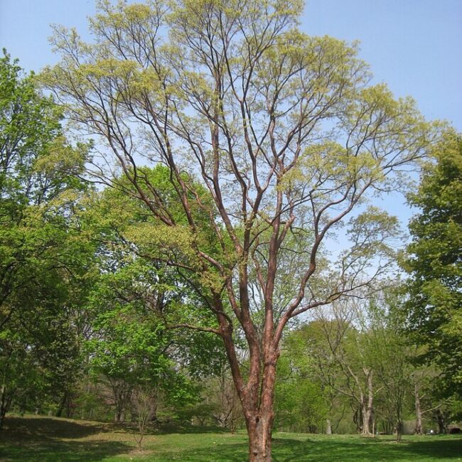 Paperbark Maple 40/60cm (5L)