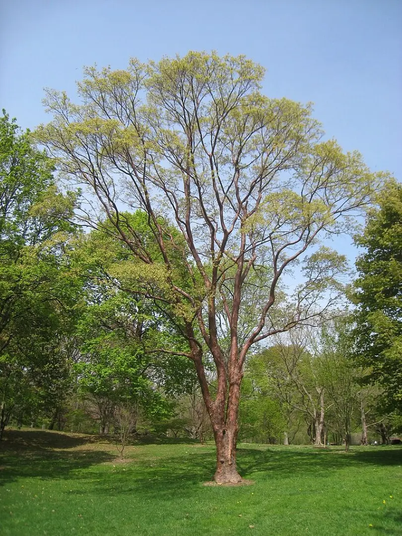 Paperbark Maple 40/60cm (5L)